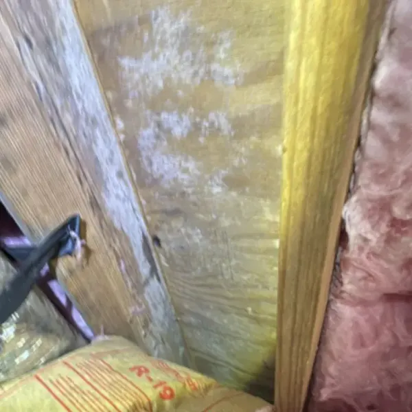 Crawl Space Microbial Growth Behind Insulation