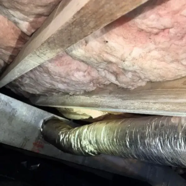 Mold Growth On Crawl Space Insulation