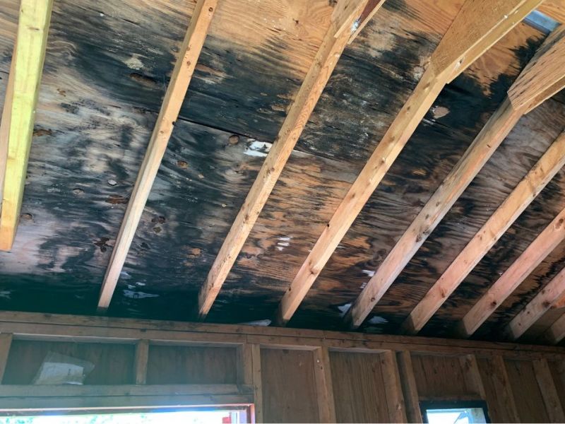 What Is The Average Cost Of Mold Remediation In Lowell Ar