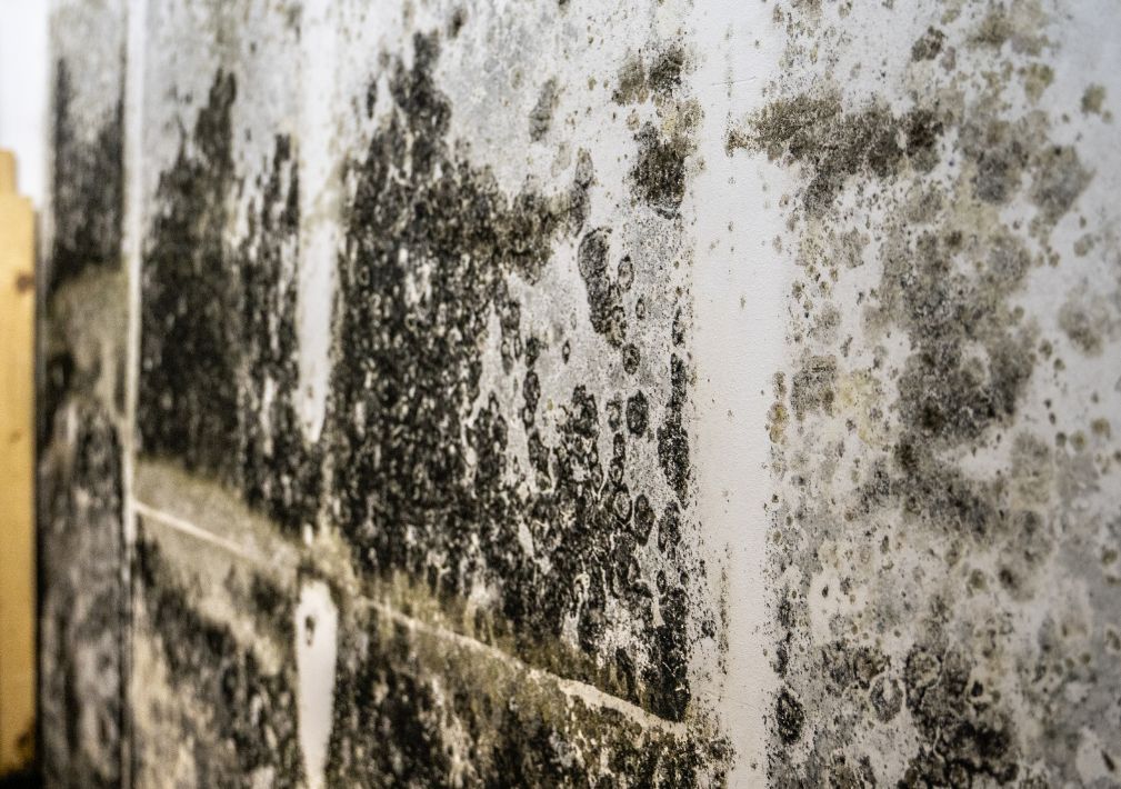 What Is The Average Cost Of Mold Removal In Bella Vista