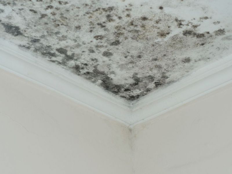 What Is The Average Cost Of Mold Remediation In Creamery Pa