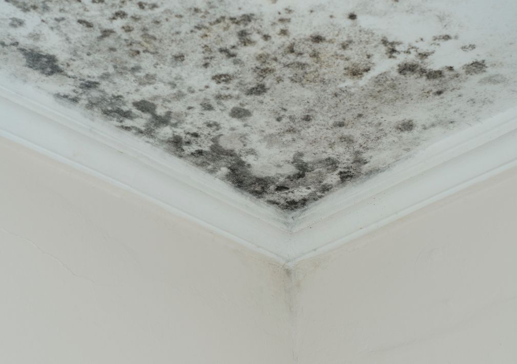 What Is The Average Cost Of Mold Remediation In Creamery Pa