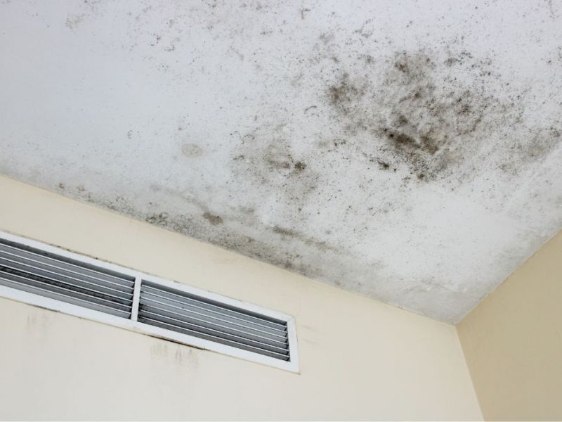 What Is The Average Cost Of Mold Removal In Royersford Pa
