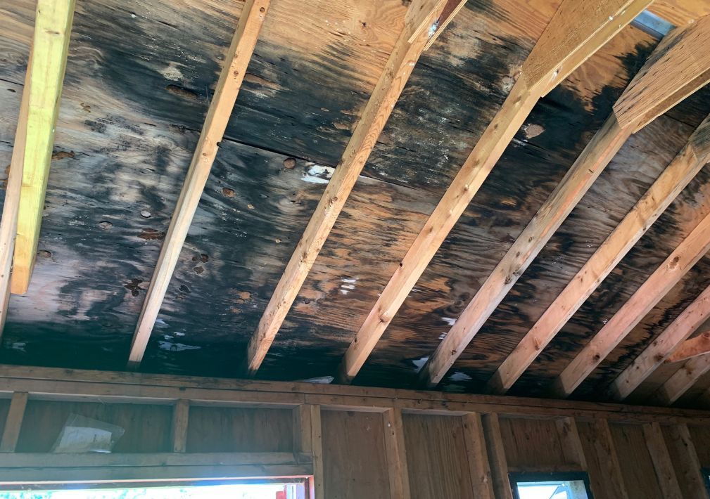 What Is The Average Cost Of Mold Remediation In Sunset Tx