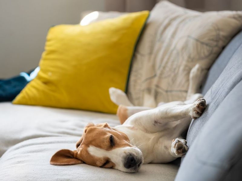 What Is The Average Cost Of Odor Removal In Byers
