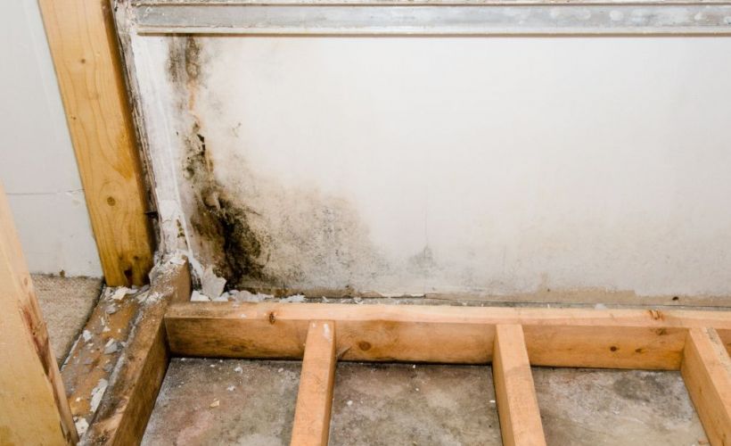 What Is The Average Cost Of Mold Remediation In Bolton Ma