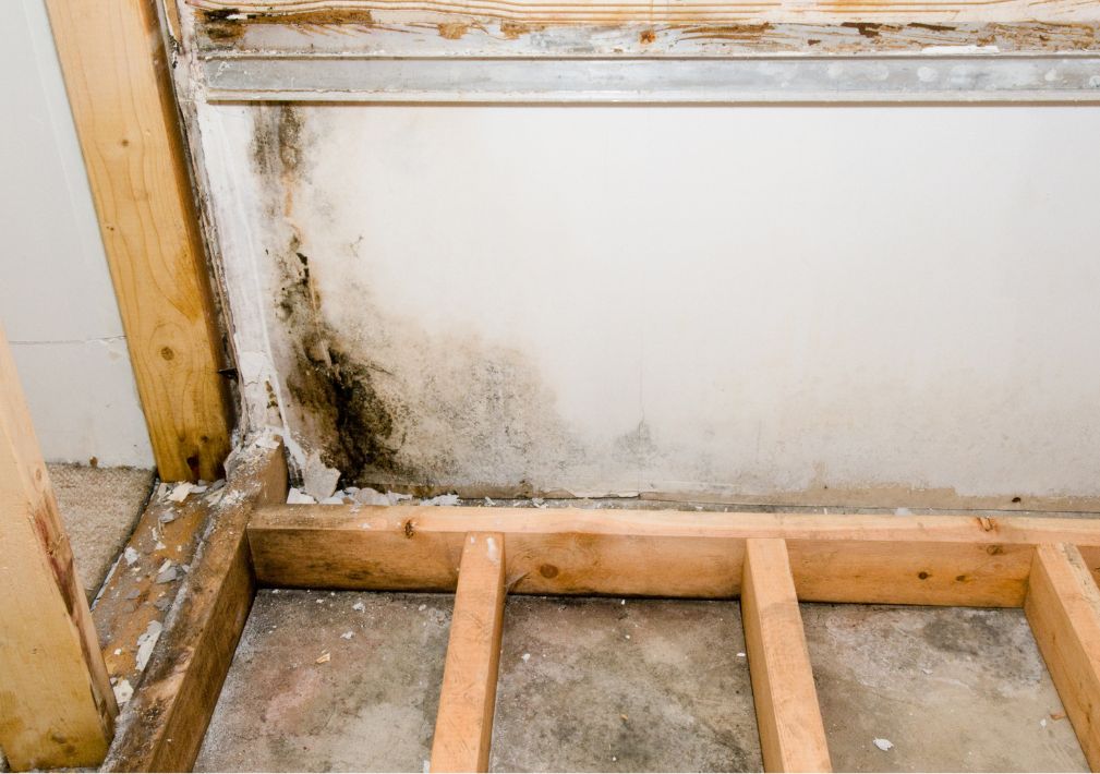 What Is The Average Cost Of Mold Remediation In Bolton Ma