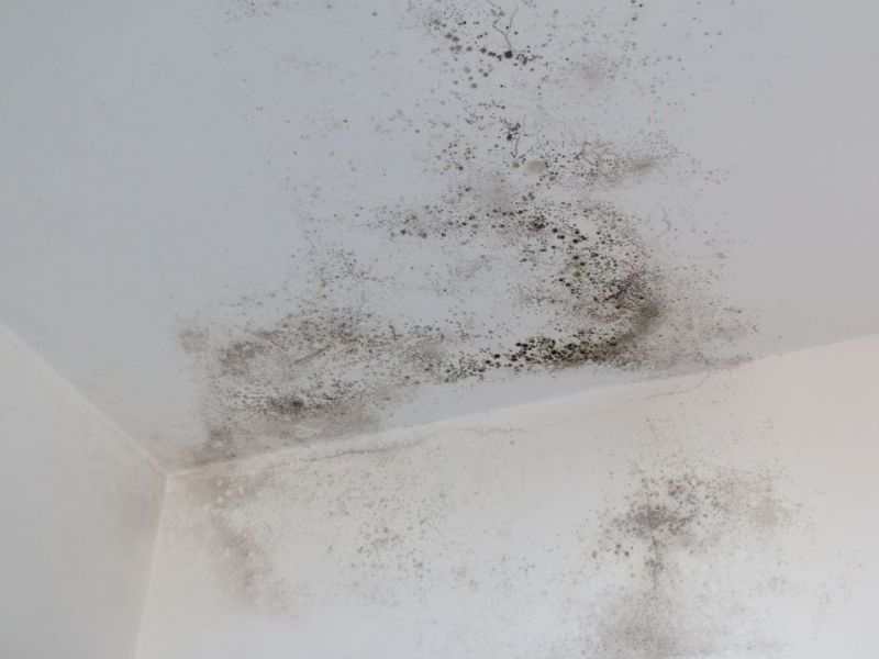 What Is The Average Cost Of Mold Remediation Paradise Valley Az