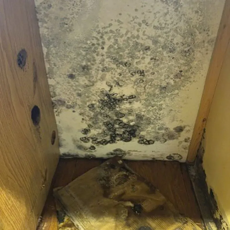 Mold Remediation Services Gallery 2