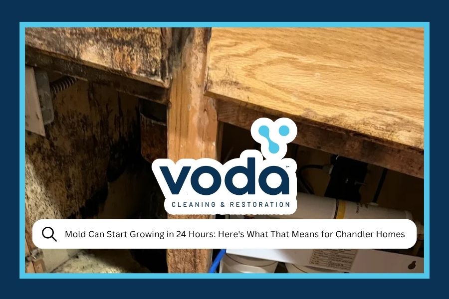 Mold Can Start Growing In Hours Here’s What That Means For Chandler Homes