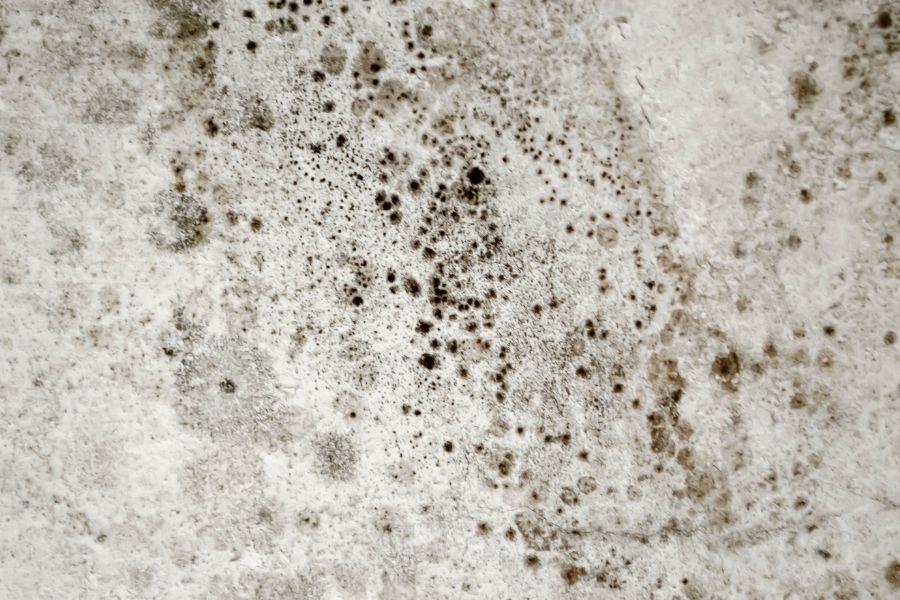 Black mold growth spreading across an interior wall after prolonged water exposure