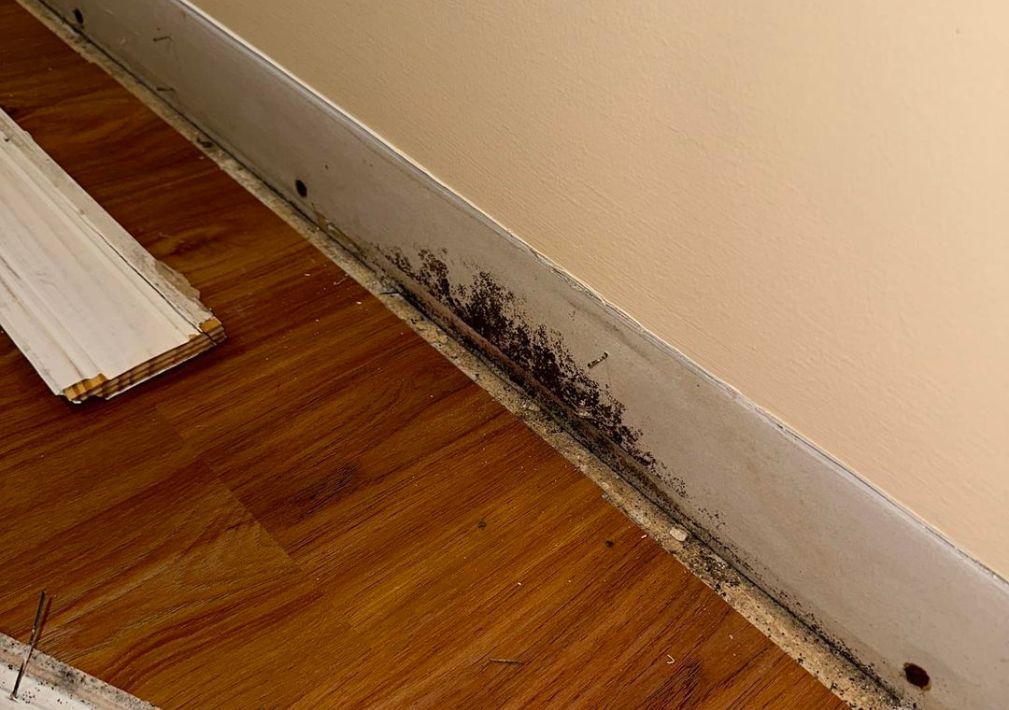 What Is The Average Cost Of Mold Remediation In Cuddy Pa