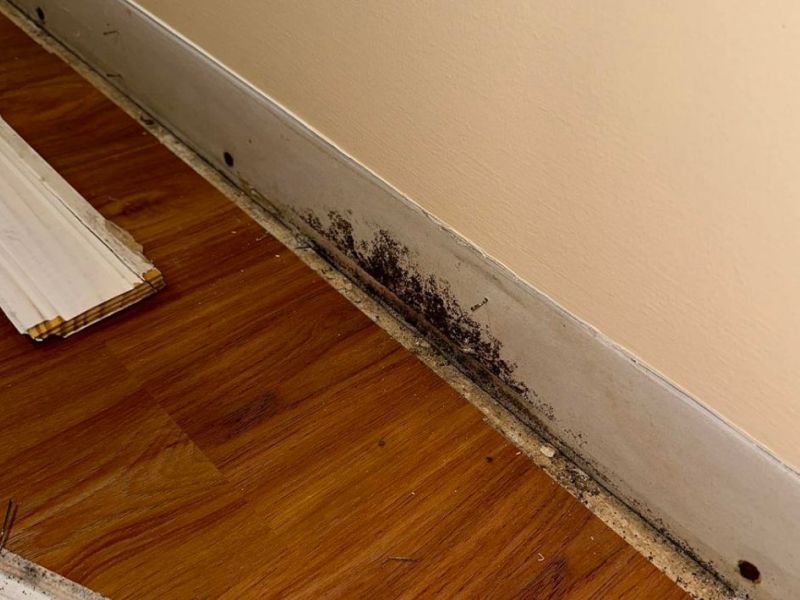 What Is The Average Cost Of Mold Remediation In Cuddy Pa