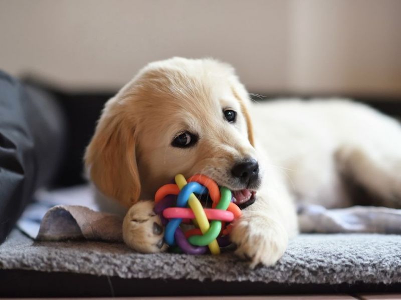 What Is The Average Cost Of Odor Removal In South Park Pa