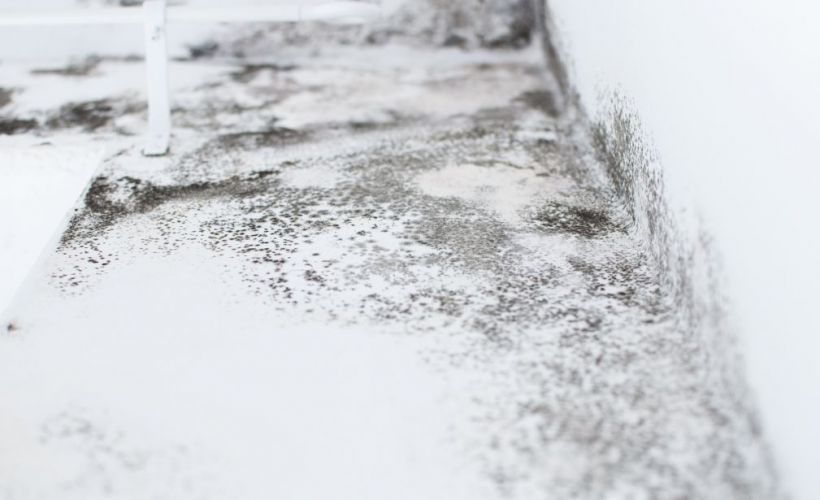 What Is The Average Cost Of Mold Remediation In Lake Oswego