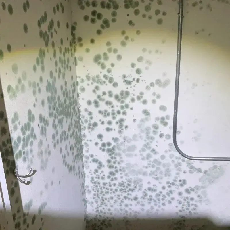 Mold Growth In Portland Home