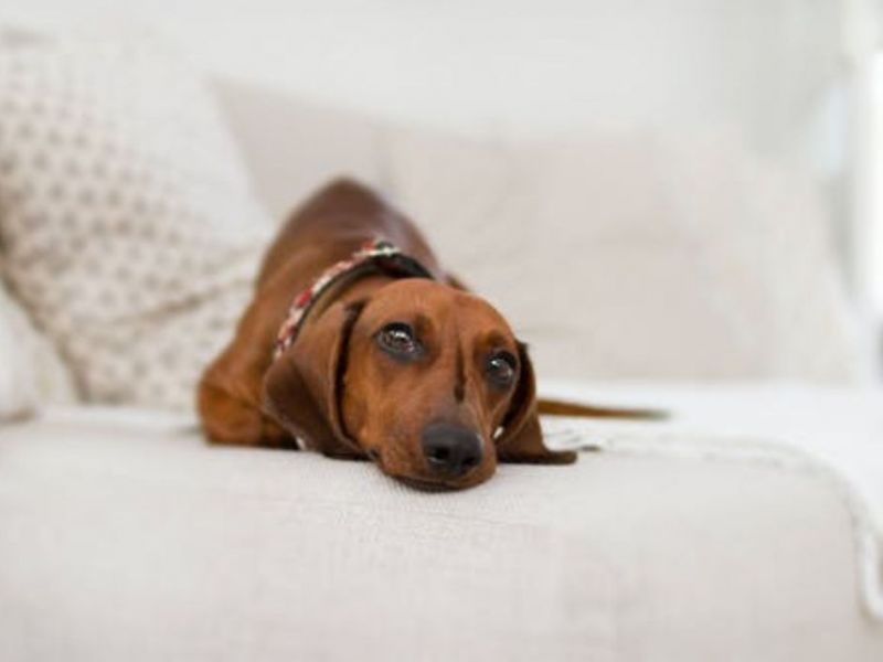 What Is The Average Cost Of Odor Removal In Titusville Nj