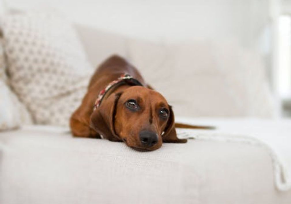 What Is The Average Cost Of Odor Removal In Zion Nj