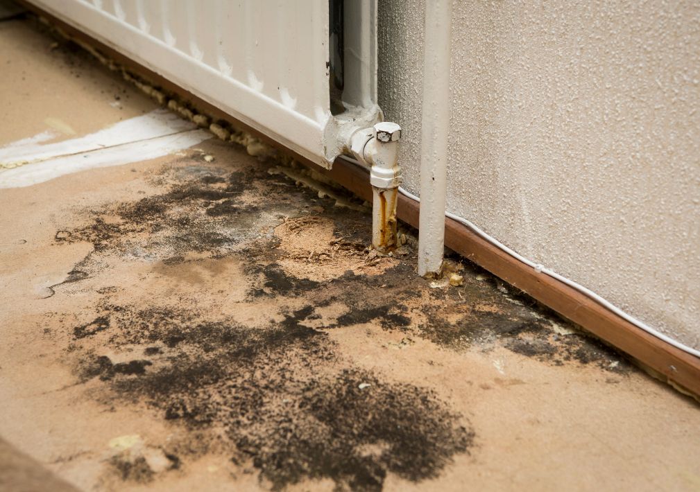 What Is The Average Cost Of Mold Remediation In Milltown Nj