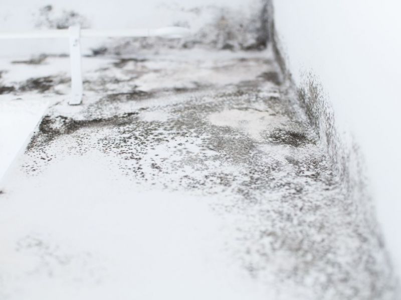 What Is The Average Cost Of Mold Remediation In Fallon Nv