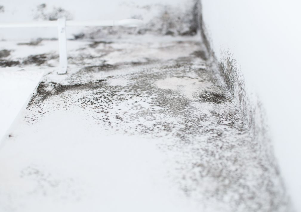 What Is The Average Cost Of Mold Remediation In Fallon Nv