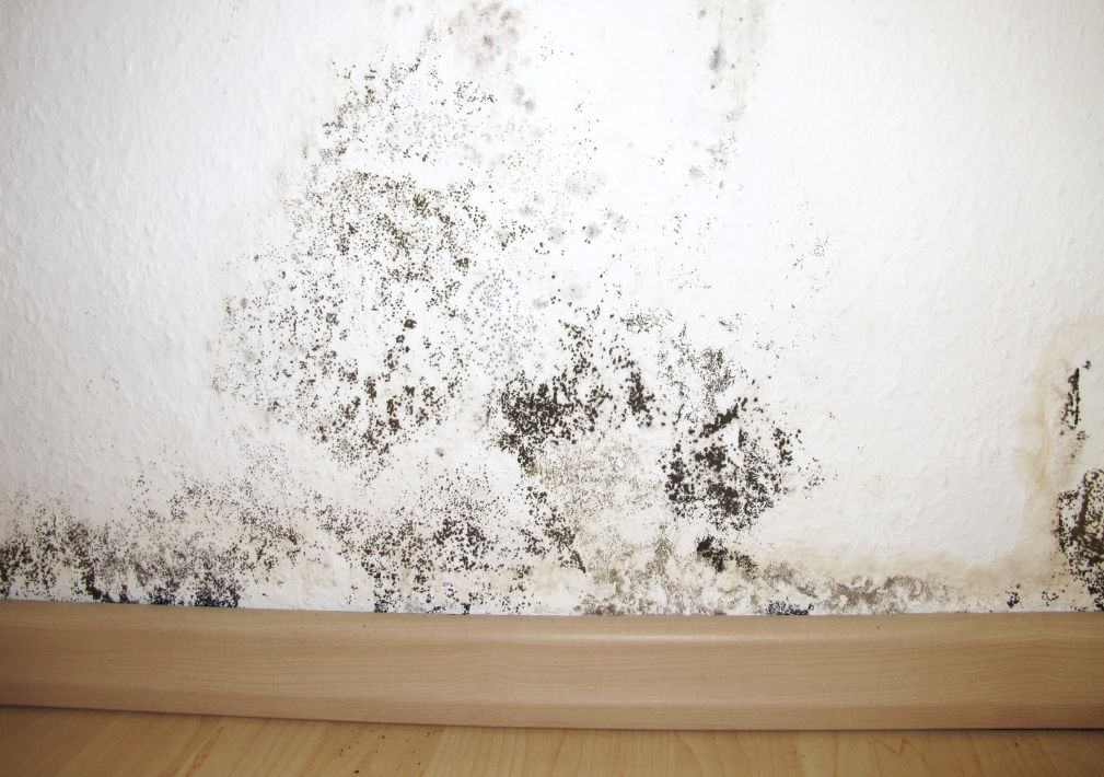 What Is The Average Cost Of Mold Removal In Dayton Nv