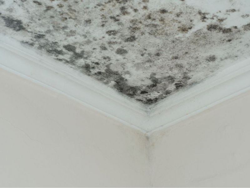 What Is The Average Cost Of Mold Remediation In Sandston Va