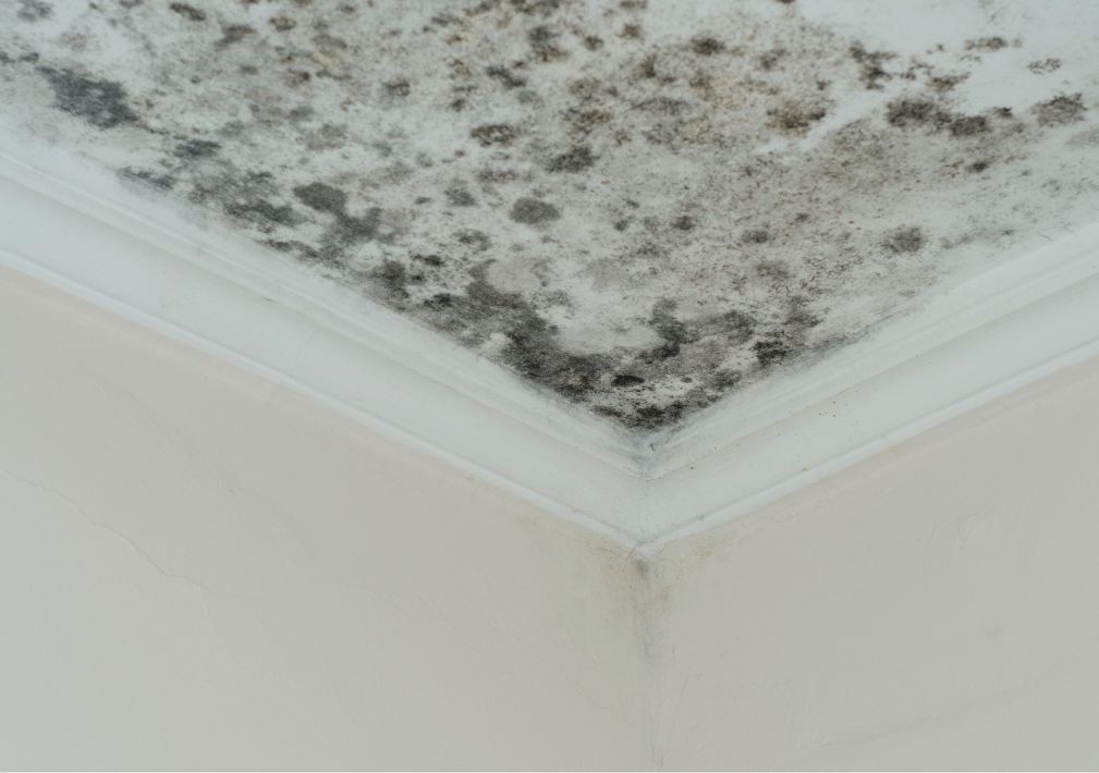 What Is The Average Cost Of Mold Remediation In Sandston Va