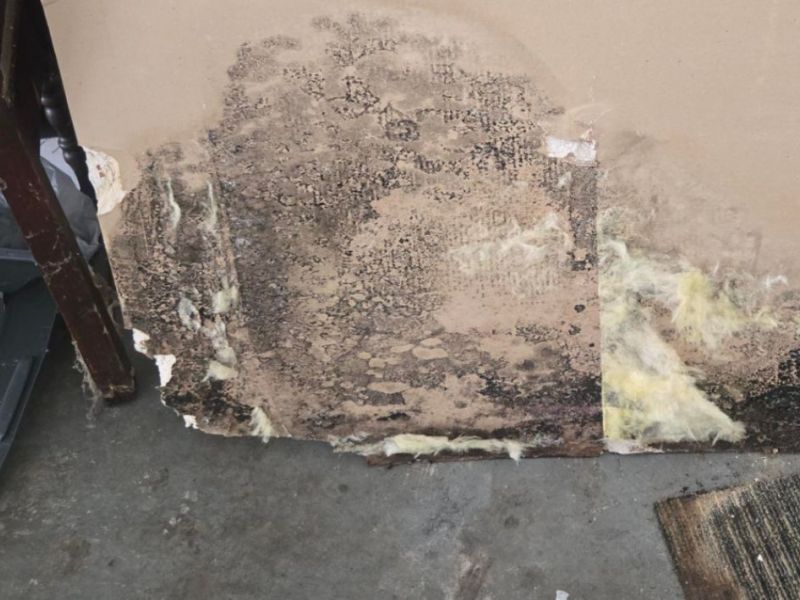 What Is The Average Cost Of Mold Remediation In Hanover Va