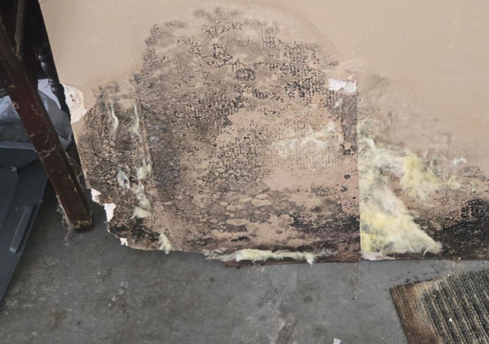 What Is The Average Cost Of Mold Remediation In Hanover Va