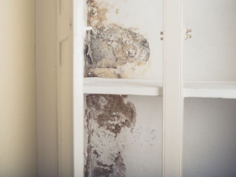 What Is The Average Cost Of Mold Remediation In Sandy Ut
