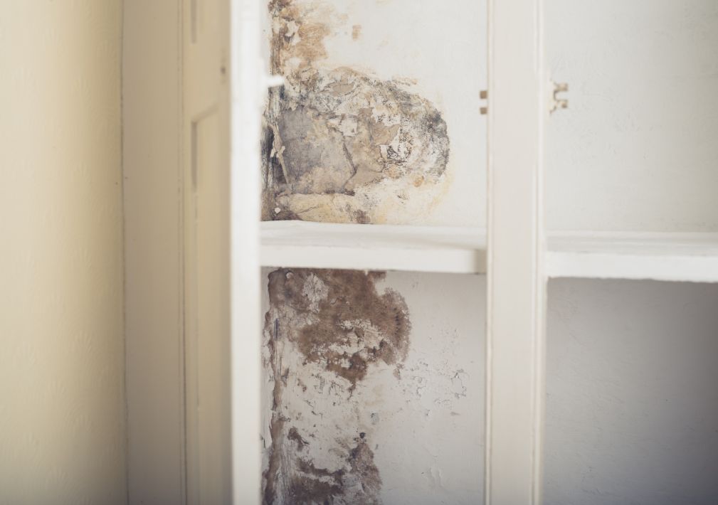What Is The Average Cost Of Mold Remediation In Sandy Ut