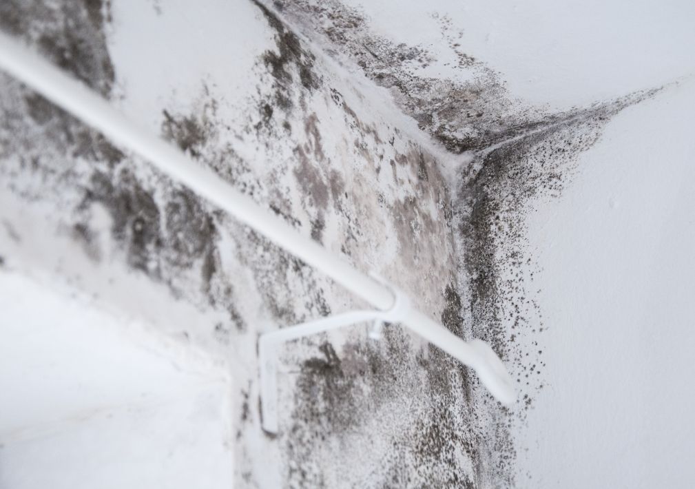 What Is The Average Cost Of Mold Remediation In Myakka City