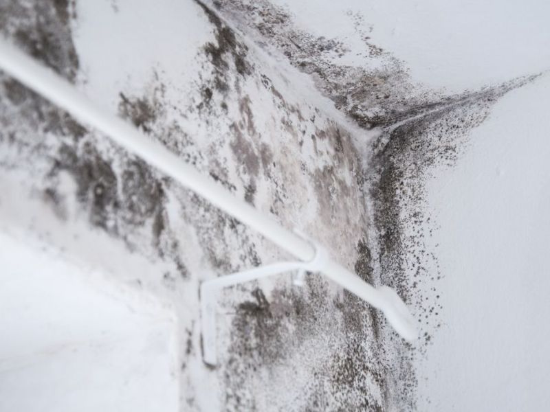 What Is The Average Cost Of Mold Remediation In Myakka City