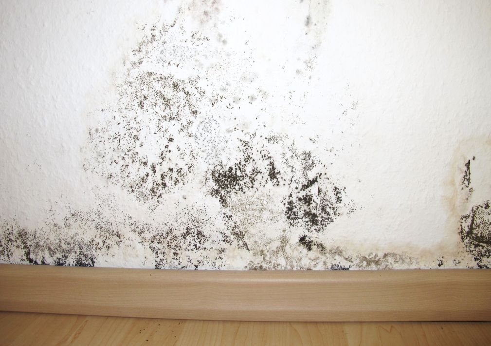 What Is The Average Cost Of Mold Restoration In Beaufort Sc