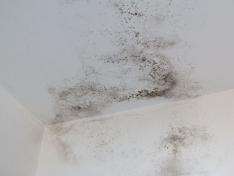 What Is The Average Cost Of Mold Remediation In Bluffton Sc