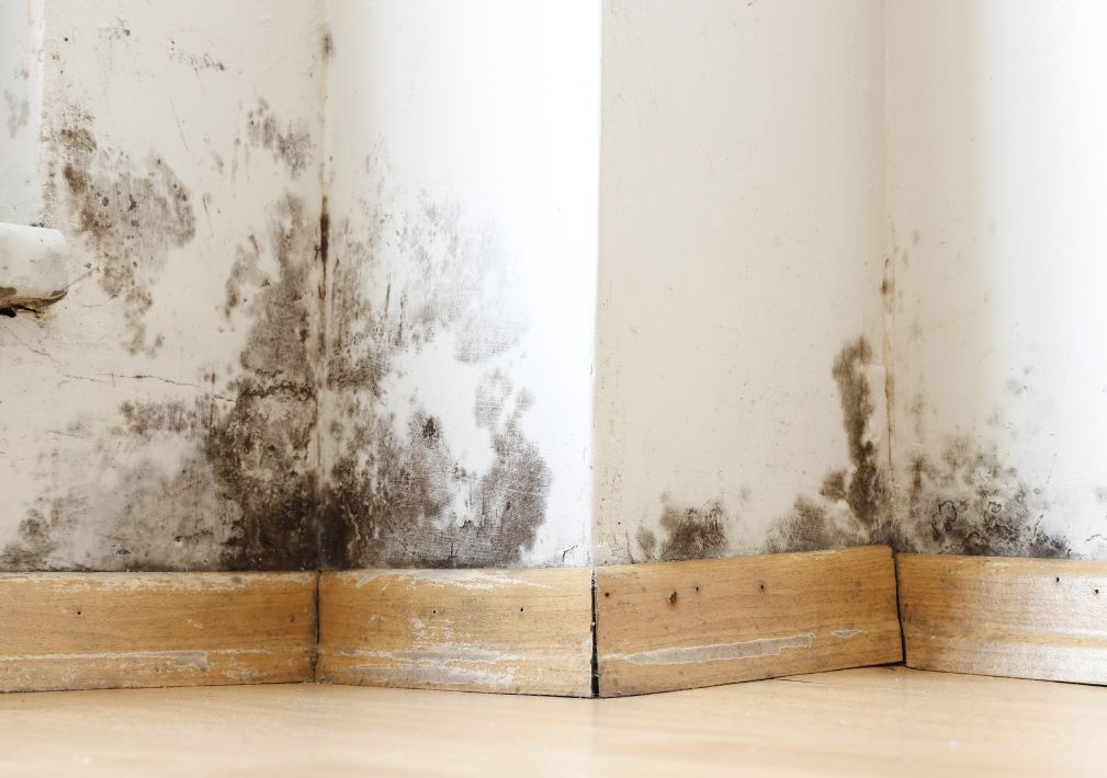 What Is The Average Cost Of Mold Remediation In Troy Mi