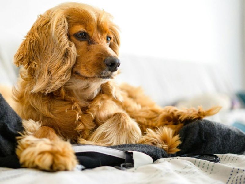 What Is The Average Cost Of Odor Removal In San Leanna Tx