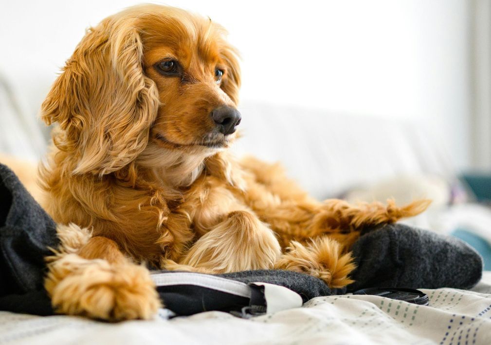 What Is The Average Cost Of Odor Removal In San Leanna Tx