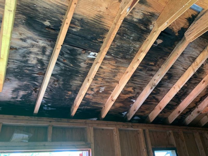 What Is The Average Cost Of Mold Removal In Mustang Ridge Tx