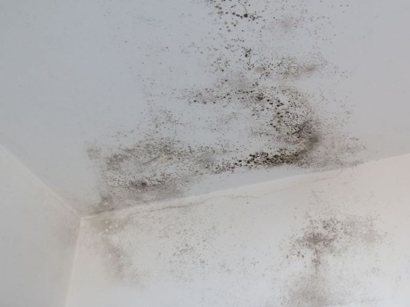 What Is The Average Cost Of Mold Restoration In Bluff Springs