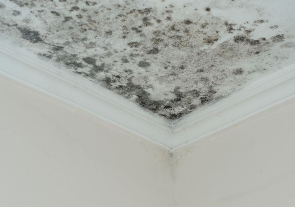 What Is The Average Cost Of Mold Remediation In Cleveland Mo