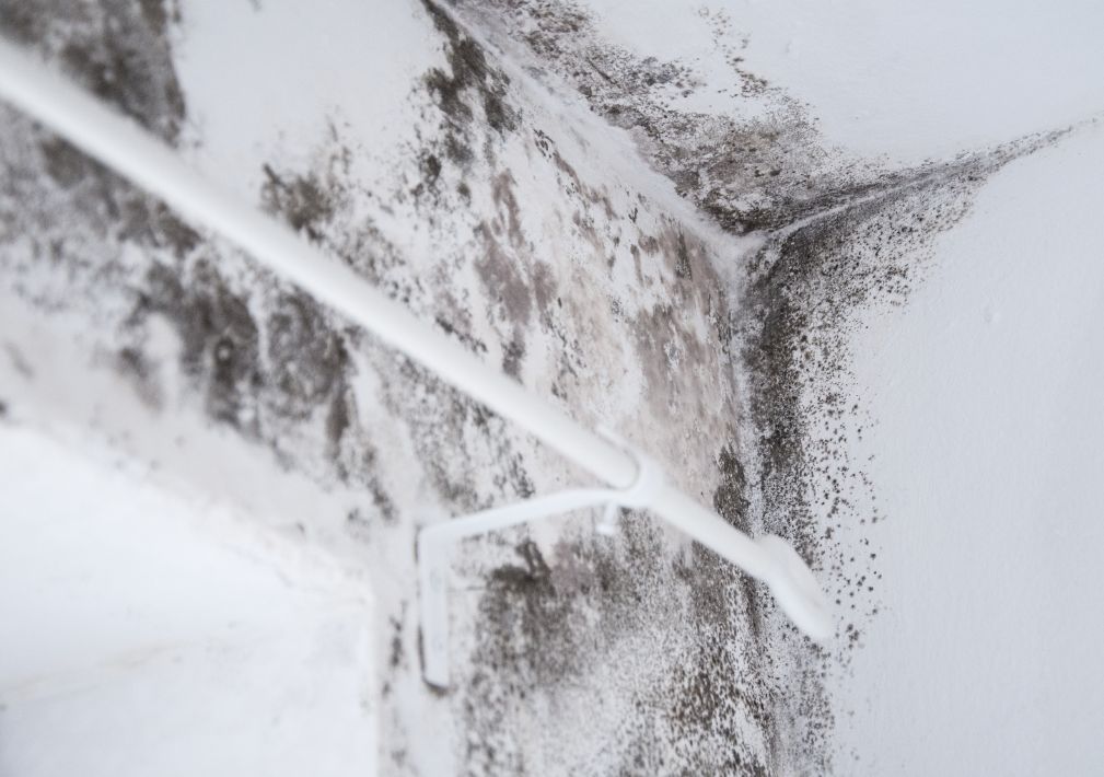 What Is The Average Cost Of Mold Remediation In Gardner Ks