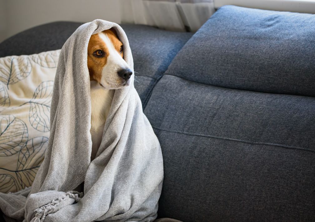 What Is The Average Cost Of Odor Removal In Greenwood Mo