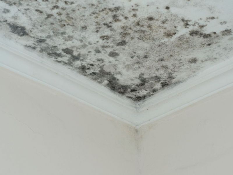 What Is The Average Cost Of Mold Remediation In Cleveland Mo
