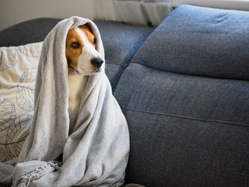 What Is The Average Cost Of Odor Removal In Greenwood Mo