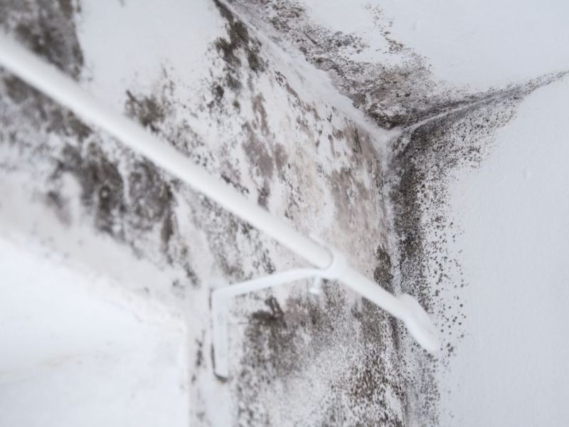 What Is The Average Cost Of Mold Remediation In Gardner Ks
