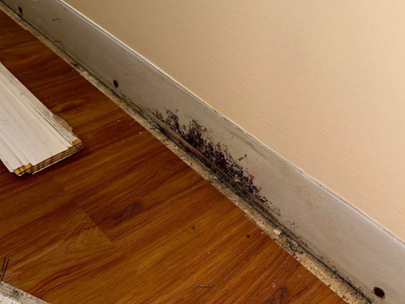 What Is The Average Cost Of Mold Remediation In New Gretna Nj
