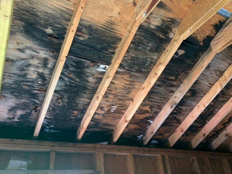 What Is The Average Cost Of Mold Restoration In Estero Fl