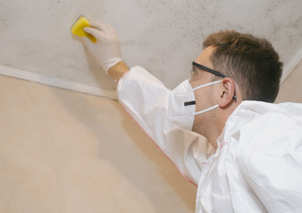 What Is The Average Cost Of Mold Remediation In Bonita Springs Fl
